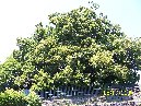 Castagno_100_cavalli - Castanea_sativa_Castagno_100_cavalli_5_7_2009 001.jpg